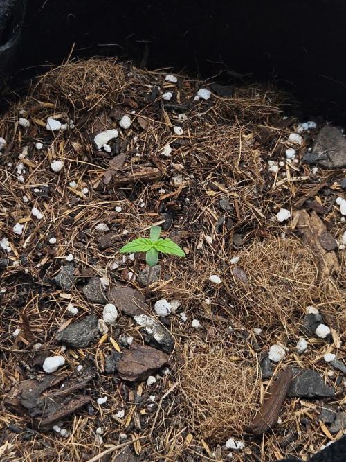 Original Northern Lights Auto. Week 0 - 02 de junho, às 09:00AM