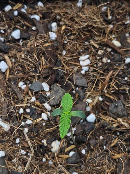 Original Northern Lights Auto. Week 1 - 03 de junho, às 09:00AM