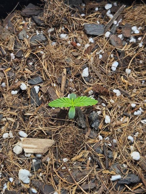 Original Northern Lights Auto. Week 1 - 04 de junho, às 09:00AM