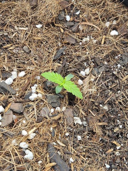 Original Northern Lights Auto. Week 1 - 05 de junho, às 09:00AM