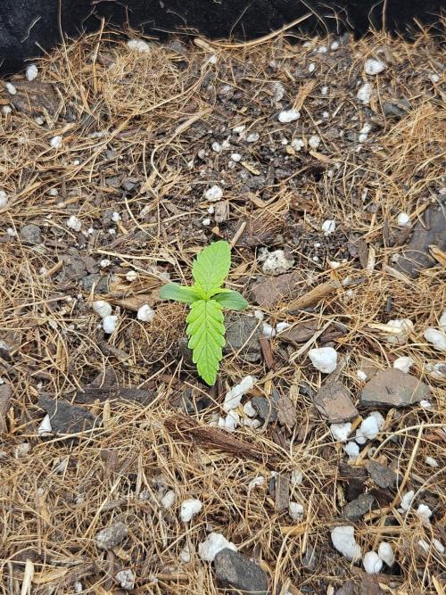 Original Northern Lights Auto. Week 1 - 06 de junho, às 09:00AM