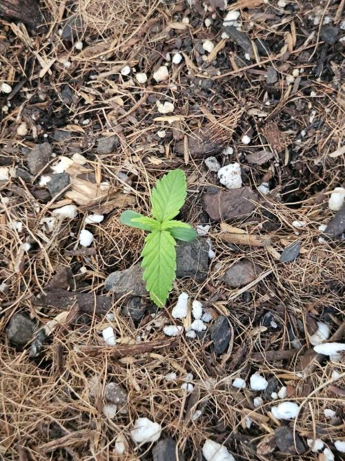 Original Northern Lights Auto. Week 1 - 07 de junho, às 09:00AM