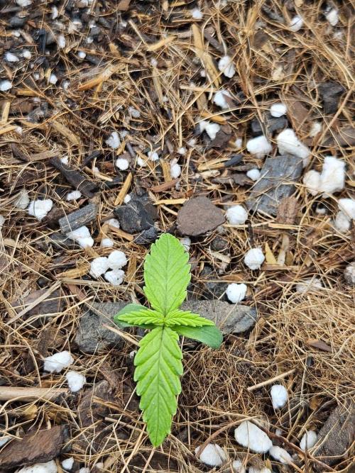 Original Northern Lights Auto. Week 1 - 08 de junho, às 09:00AM