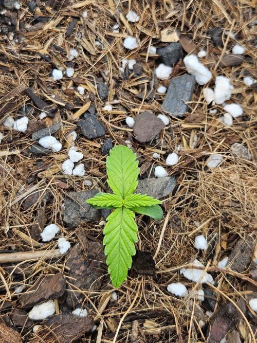 Original Northern Lights Auto. Week 1 - 09 de junho, às 09:00AM