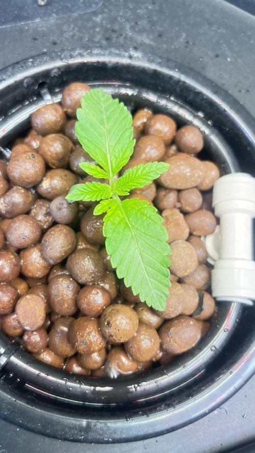 Black Orchard - Wizard trees. Week 2