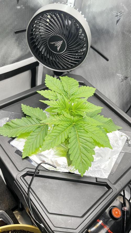 Black Orchard - Wizard trees. Week 3