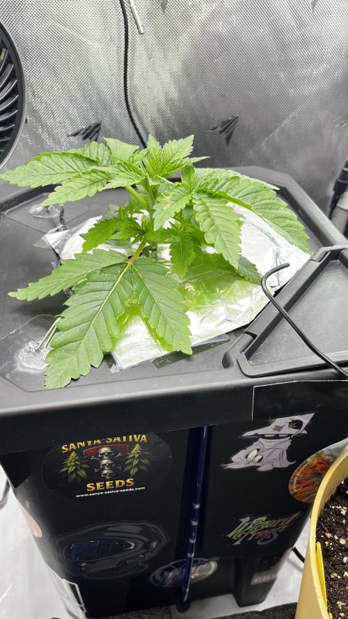 Black Orchard - Wizard trees. Week 3