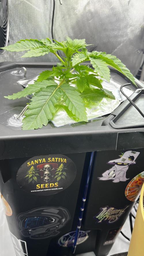 Black Orchard - Wizard trees. Week 3