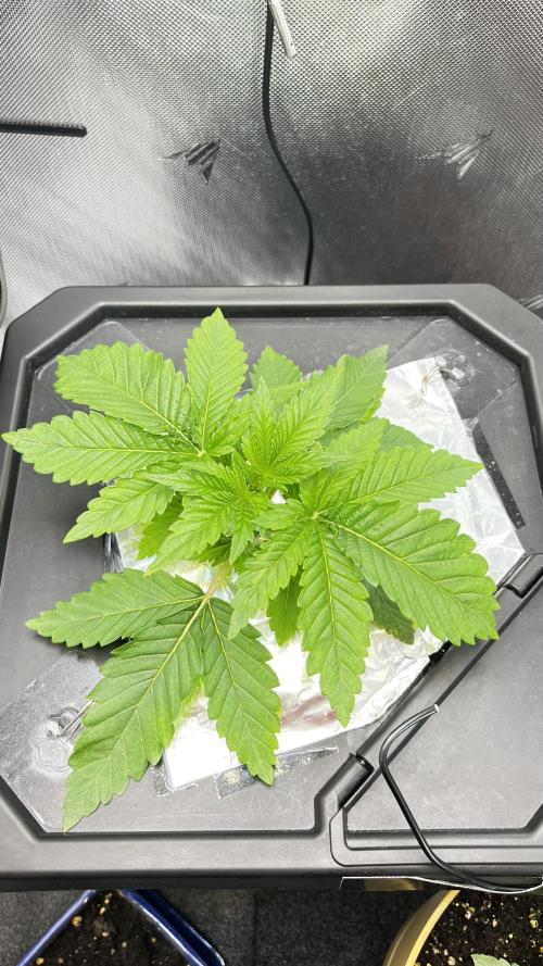 Black Orchard - Wizard trees. Week 3