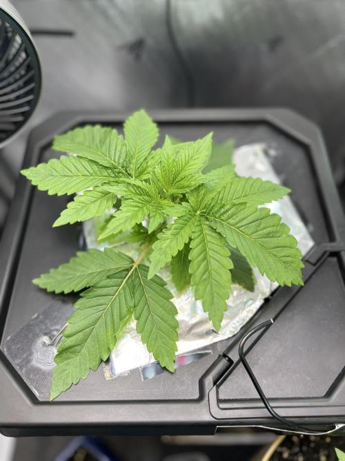 Black Orchard - Wizard trees. Week 3