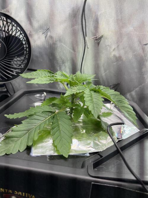 Black Orchard - Wizard trees. Week 3