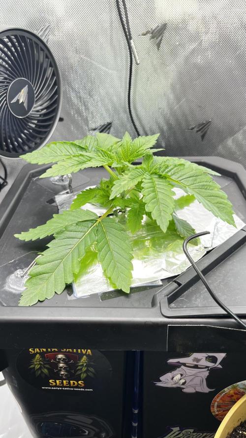 Black Orchard - Wizard trees. Week 3