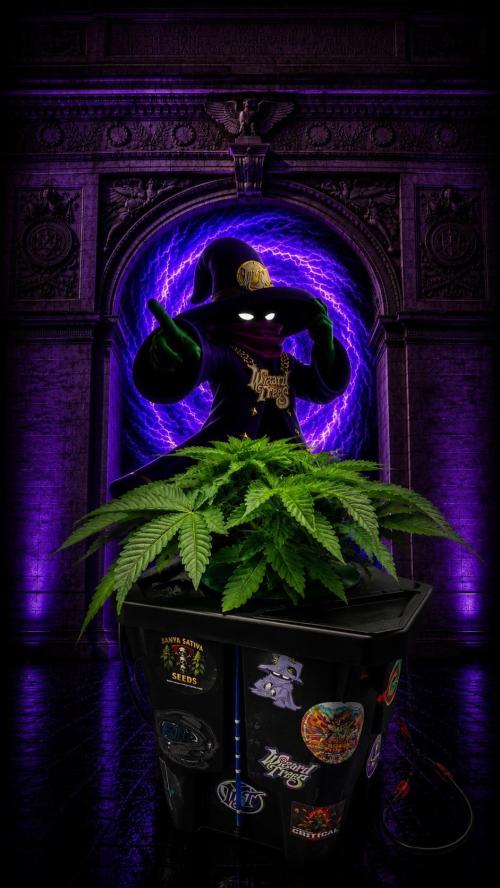 Black Orchard - Wizard trees. Week 4