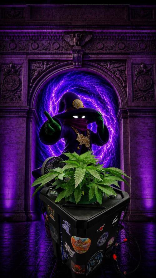 Black Orchard - Wizard trees. Week 4