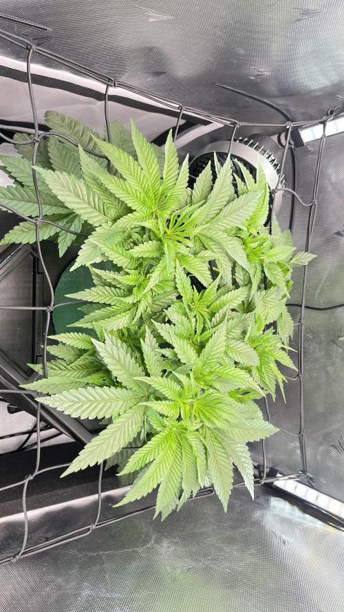 Black Orchard - Wizard trees. Week 5