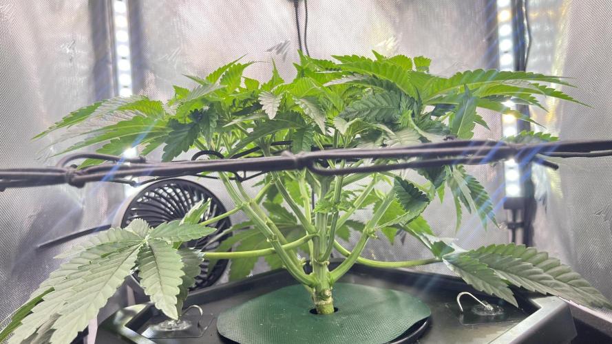 Black Orchard. Week 5