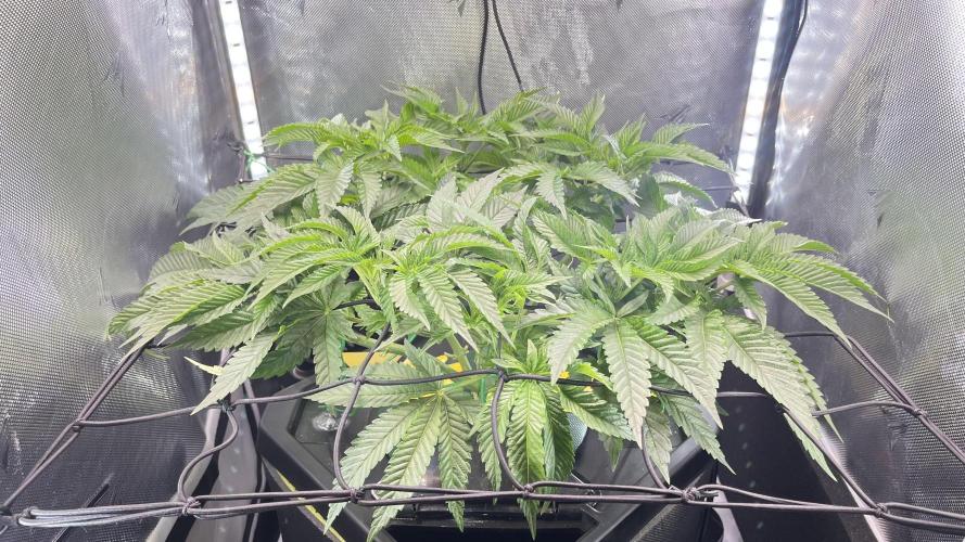 Black Orchard - Wizard trees. Week 6