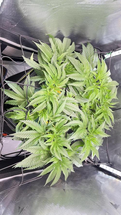 Black Orchard - Wizard trees. Week 6