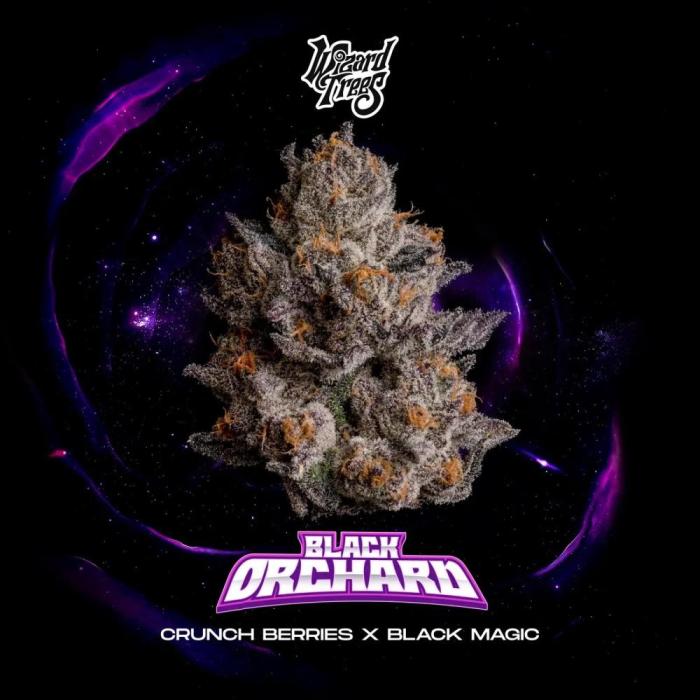 Black Orchard - Wizard trees. Week 0