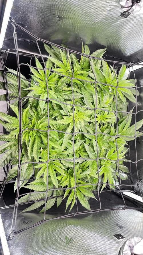 Black Orchard - Wizard trees. Week 7