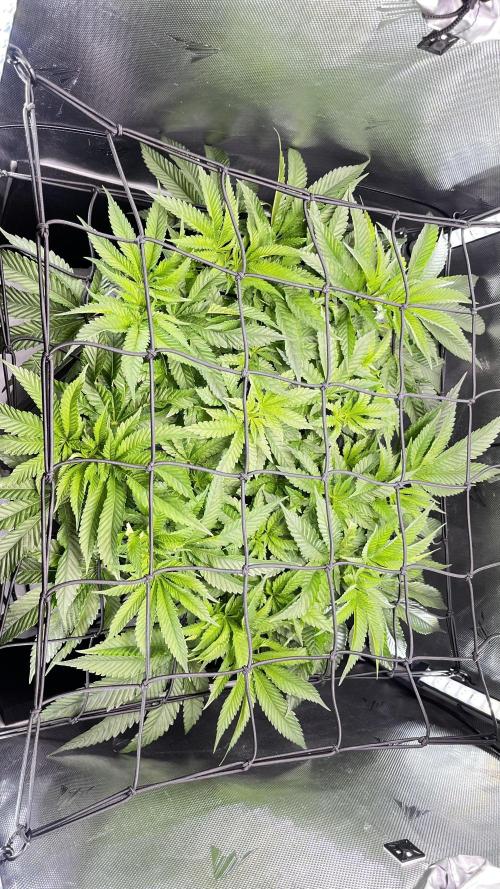 Black Orchard - Wizard trees. Week 7