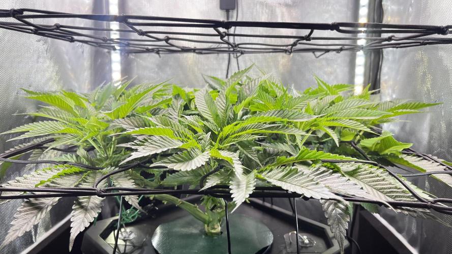 Black Orchard - Wizard trees. Week 7