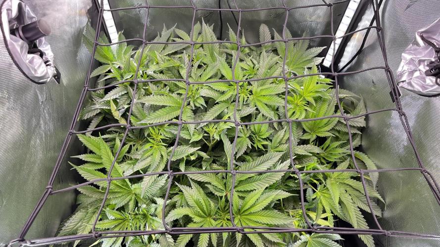 Black Orchard - Wizard trees. Week 8
