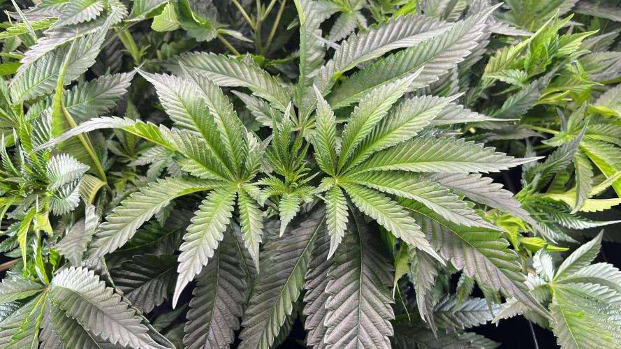Black Orchard - Wizard trees. Week 8