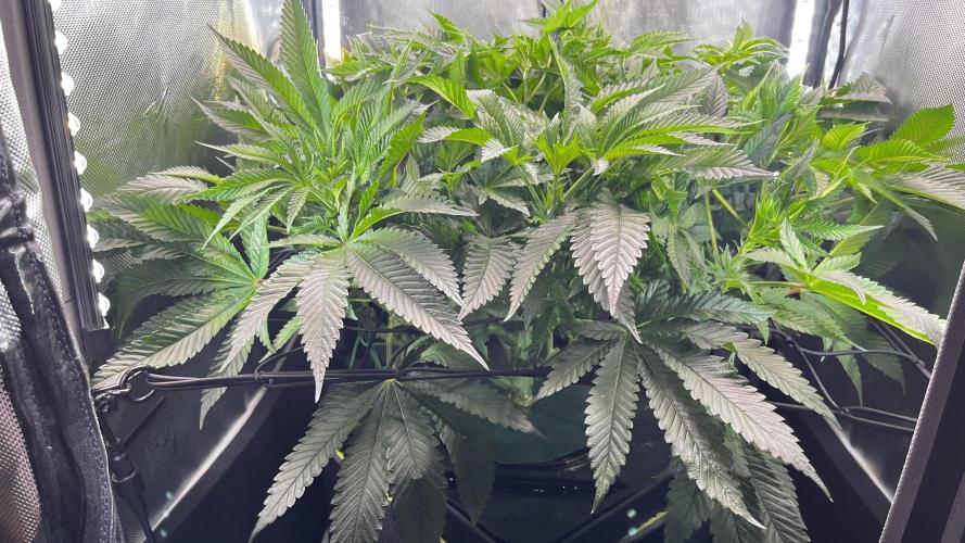 Black Orchard - Wizard trees. Week 8
