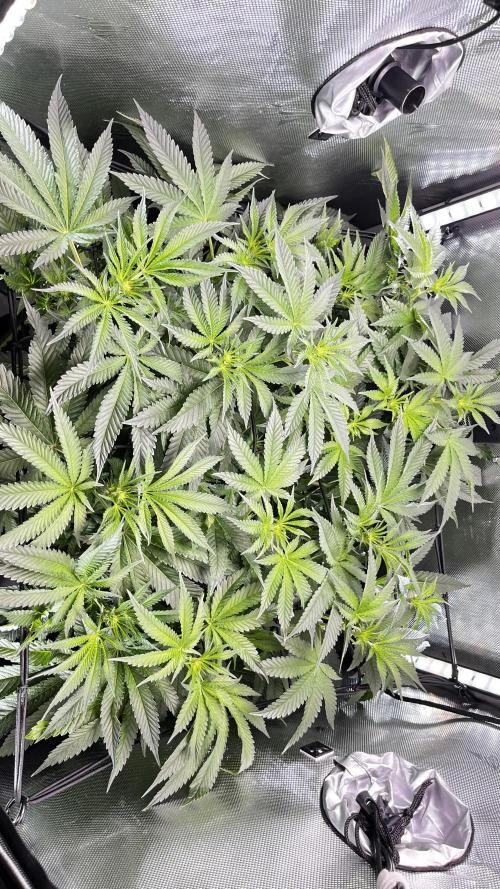 Black Orchard - Wizard trees. Week 9
