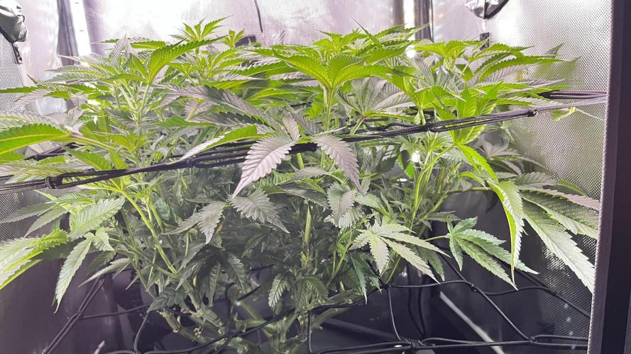 Black Orchard - Wizard trees. Week 9