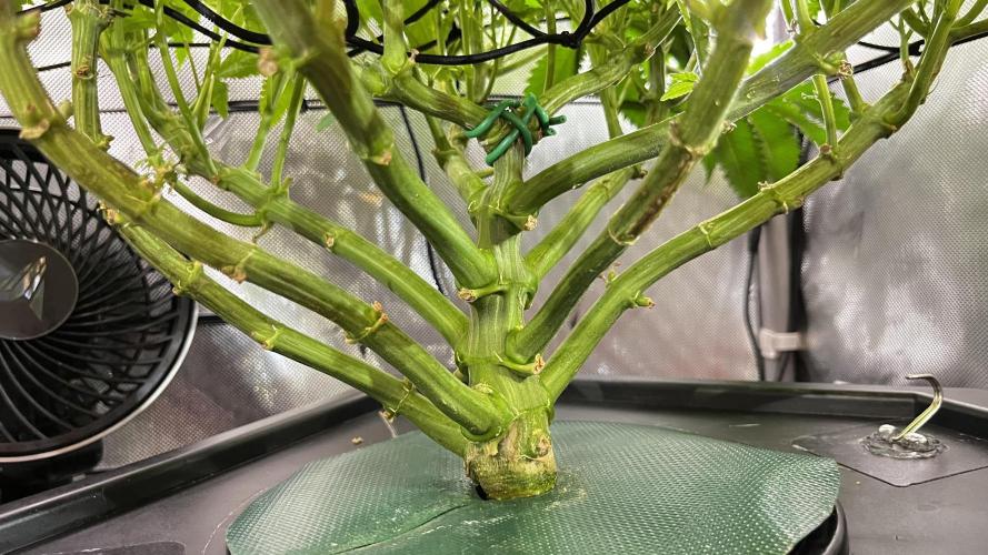 Black Orchard - Wizard trees. Week 9