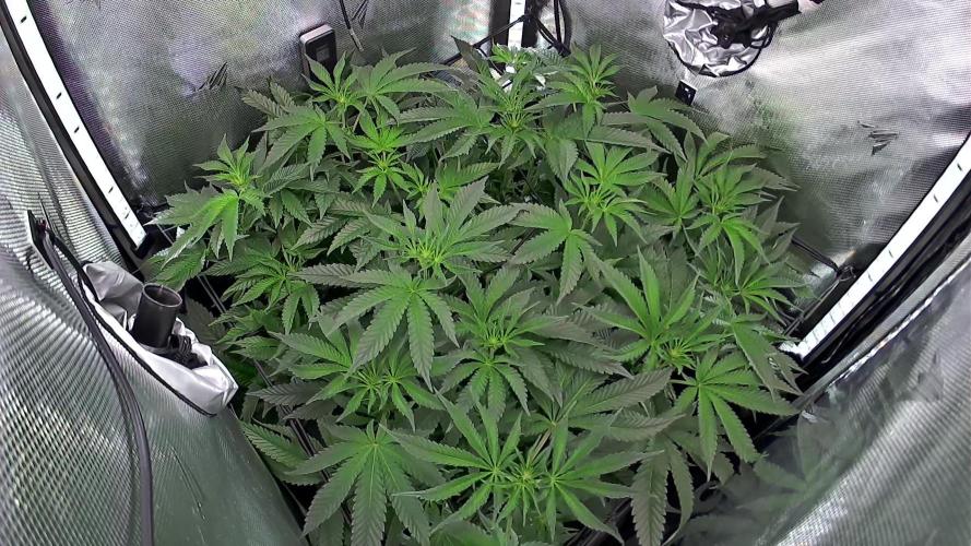 Black Orchard - Wizard trees. Week 9