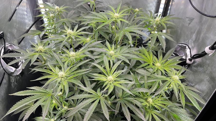 Black Orchard - Wizard trees. Week 10