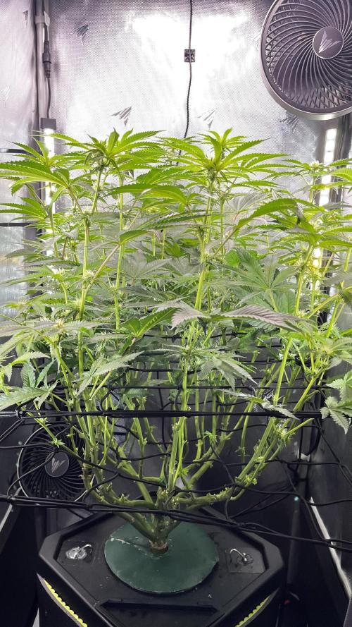 Black Orchard - Wizard trees. Week 10