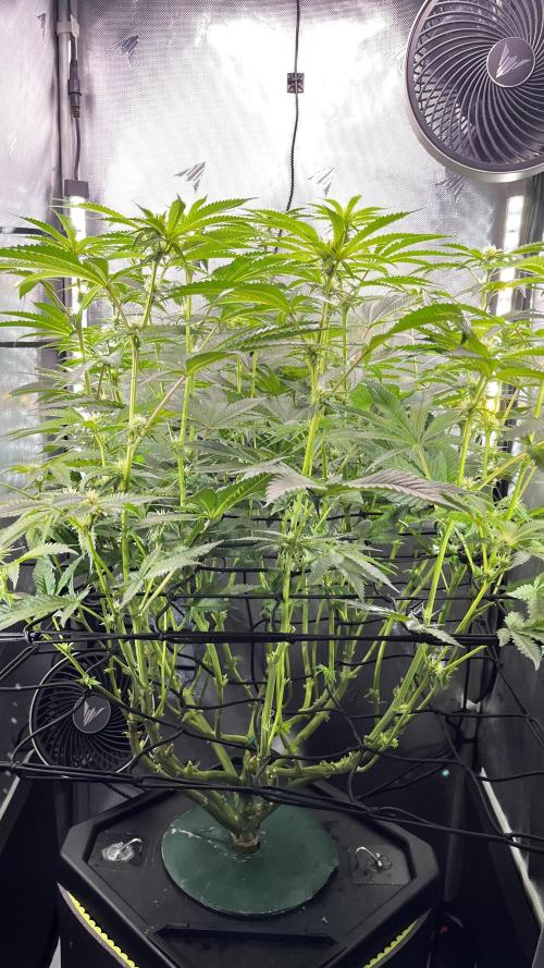 Black Orchard - Wizard trees. Week 10