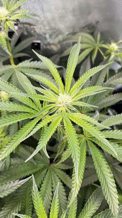 Black Orchard - Wizard trees. Week 10