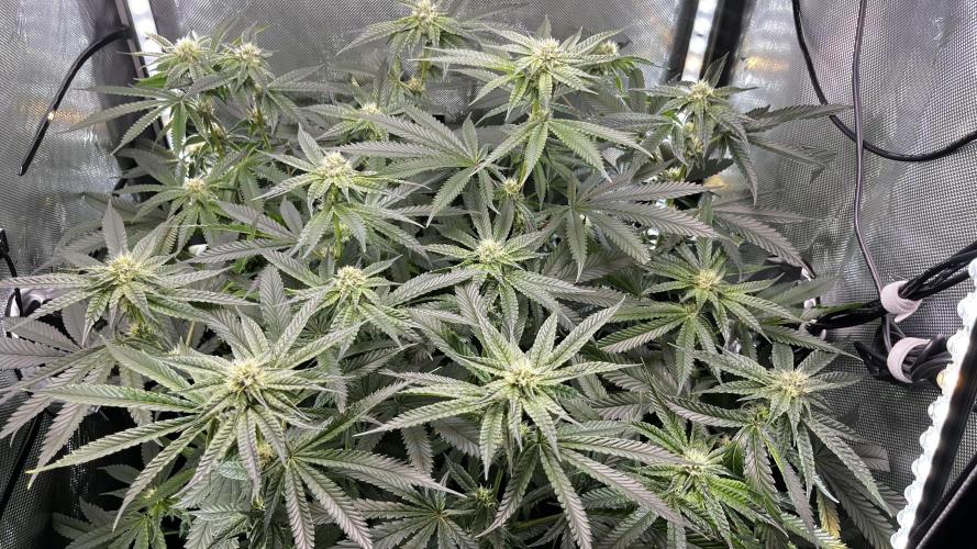 Black Orchard - Wizard trees. Week 11