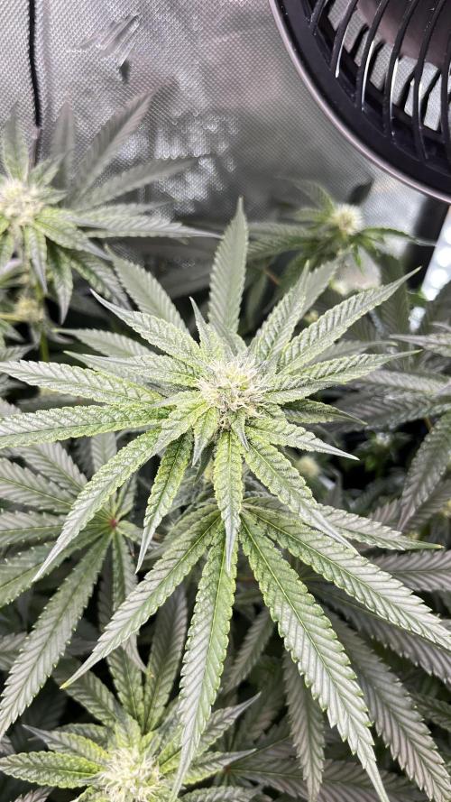 Black Orchard - Wizard trees. Week 11