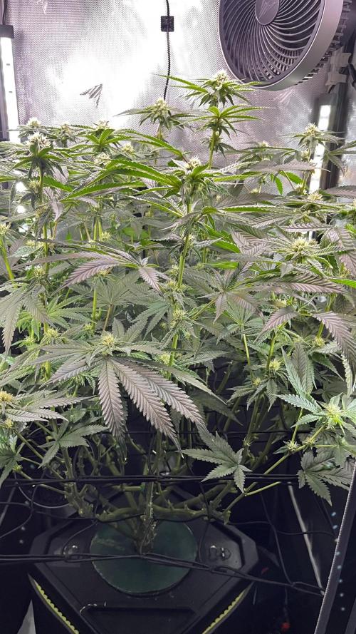 Black Orchard - Wizard trees. Week 11