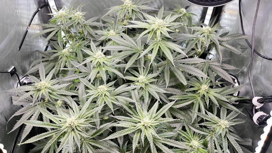 Black Orchard - Wizard trees. Week 11