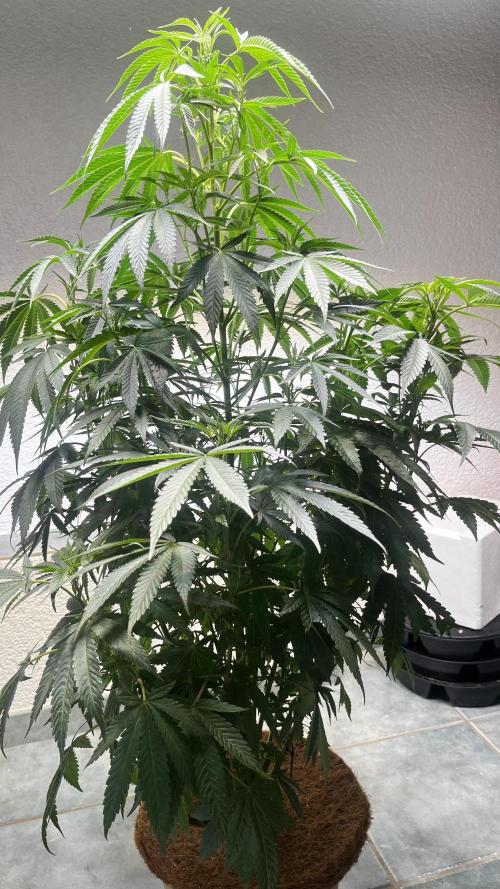 Make seeds: Wizard Trees, Black Orchard. Week 1