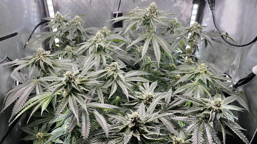 Black Orchard. Week 12