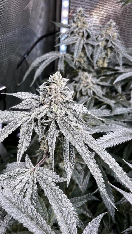Black Orchard - Wizard trees. Week 13