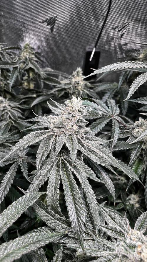 Black Orchard - Wizard trees. Week 13