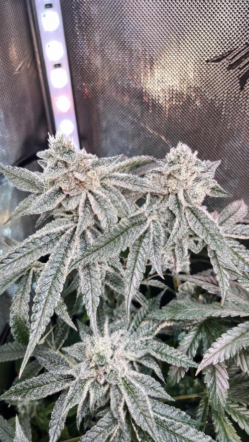 Black Orchard - Wizard trees. Week 13