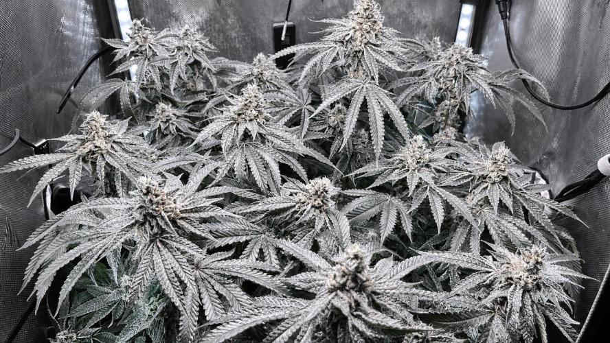 Black Orchard - Wizard trees. Week 13