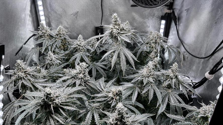 Black Orchard - Wizard trees. Week 14