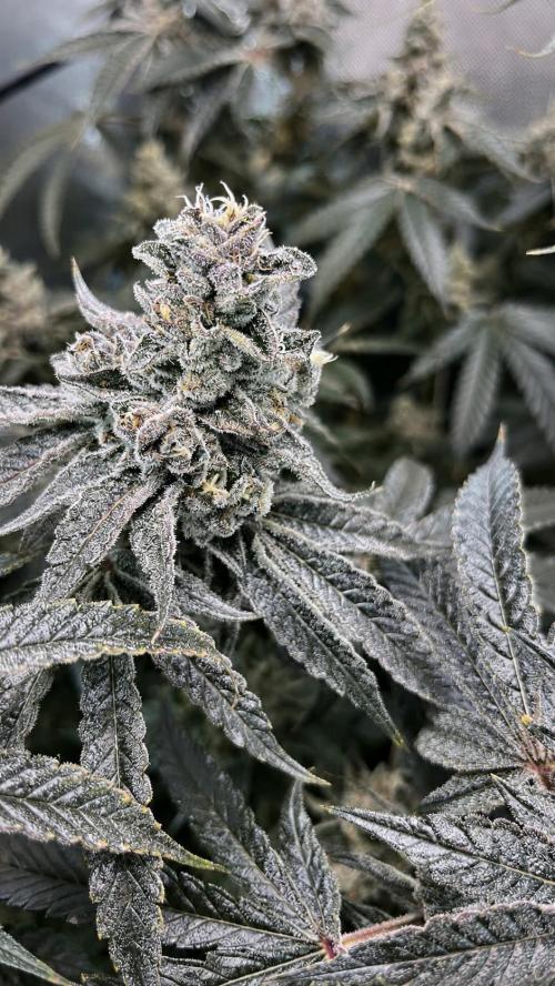 Black Orchard - Wizard trees. Week 14