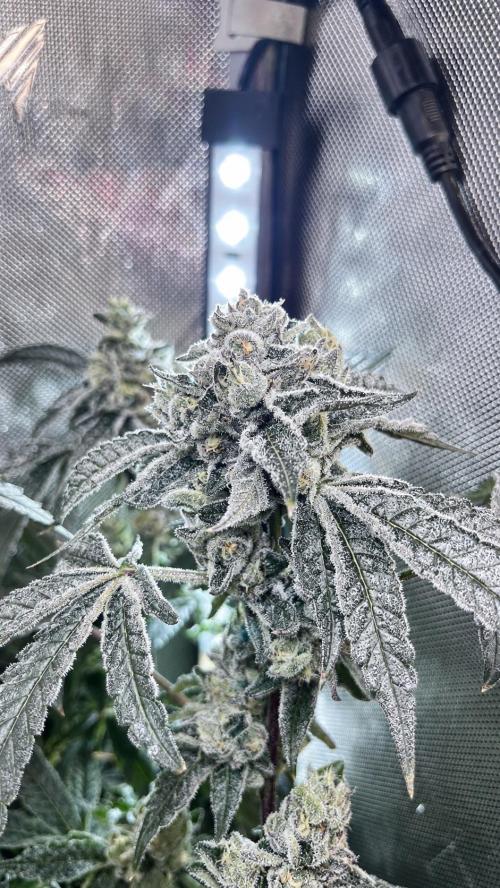 Black Orchard - Wizard trees. Week 14